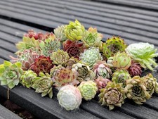 X25 Sempervivum Chicks  From  Healthy Top Grade Plants.  Ready To Grow On