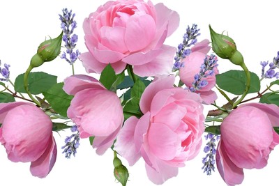 Ägyptische Rose ätherisches Öl