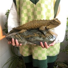 14.8 LB A Lizard full of spirituality is carved on a Zangqing rock #E1