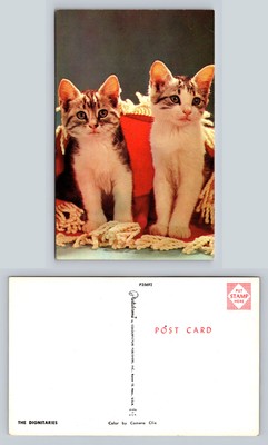 Adorable Kittens Vintage Postcard Cute Cat Image P35692 Camera Clix