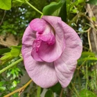 Clitoria ternatea 'Double Pink' Se eds, Double Butterfly Pea Pink Flower
