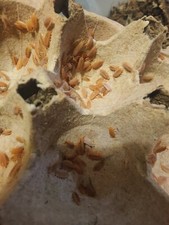 30 Porcellionides pruinosus Powder Orange Isopods Free Shipping