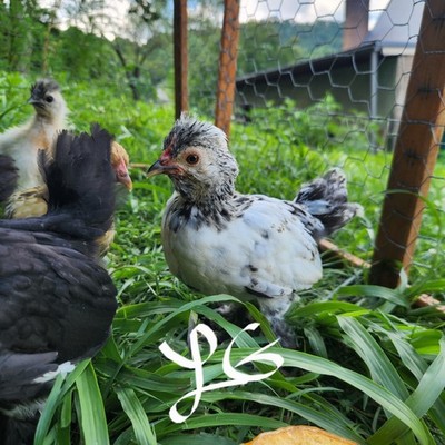 4+ Fertile Hatching Eggs - BARNYARD MIX - Silkie Svart Hona Mille Fleur Chicken