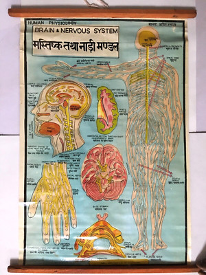 Vintage Aufhängbar Tabelle Brain & Nervous System Leinen Verstärkte 19in x 2