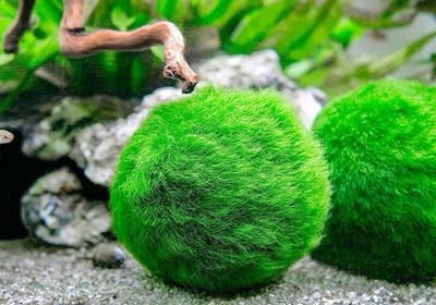 1.5 inch Marimo Moss 2 Balls  Cladophora Live Aquarium Plant Fish Tank plant