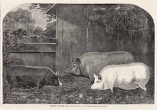 Pigs Suffolk & Essex Breed - Barn Cat Watches Pigs from Hay Loft 1860 Livestock