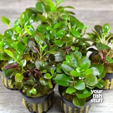 Lobelia cardinalis Live Aquarium Plants - BUY 1 GET 1 at 50 OFF