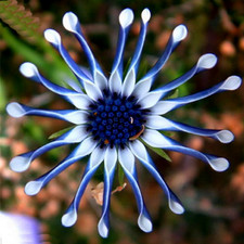 Blue Daisy Osteospermum Whirligig Seeds Rare Unusual Stunning Garden Plant 