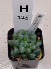 Crystal Window Haworthia cooperi var. ikura Cactus & Succulent – SKU H125