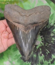 Megalodon Sharks Tooth 6 1/16