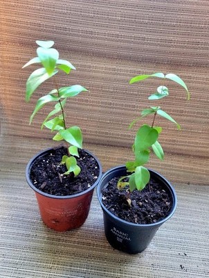 Pitanga Eugenia Uniflora Surinam Cherry Plant Dark Red Fruit Tree Potted 