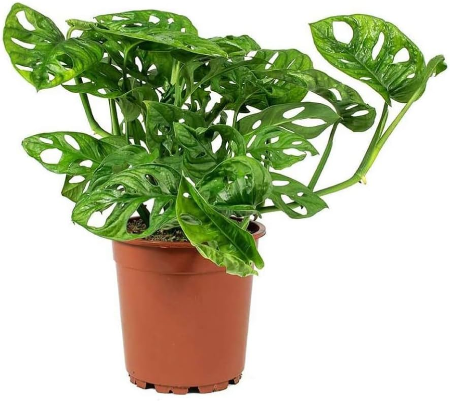 Monstera Adansonii Swiss Cheese Vine, Live 6-Inch Plant Pot for Home and Garden