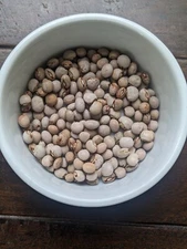 250 Pigeon Peas Seeds, Gandules (cajanus cajan), NON-GMO, Free Shipping