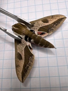 Sphingidae Hyles euphorbiae? WOW Beautiful Color!! SPH 106 Coll. 2025 Sk Canada