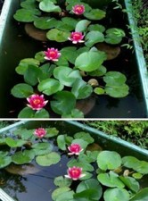 rote Seerose blühende Wasserpflanzen für den Teich Teichpflanzen Teichpflanze