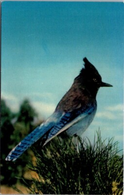 Stellar Jay (Blue Jay Bird) Yosemite Valley CA Vintage Chrome Postcard B24