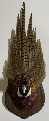 Vintage Ringneck Pheasant - Wall Mount - Lodge Cabin Man Cave Office Rustic