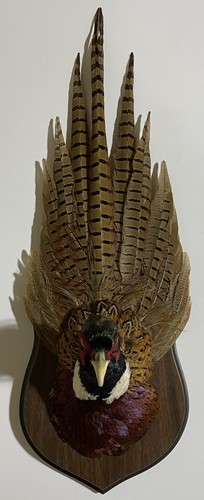 Vintage Ringneck Pheasant - Wall Mount - Lodge Cabin Man Cave Office Rustic