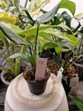 Strelitzie Nicolai Variegata Aus Stecklingen Vermehrt