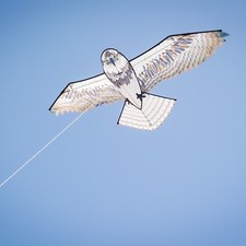 70 in osprey Kite from In The Breeze 3397