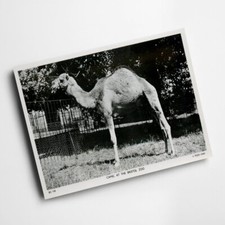 A6 PRINT - Vintage Bristol - Camel at the Bristol Zoo