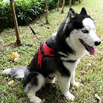 Large Dog Harness Leash Collar Vest For German Shepher Husky Labrador Bulldog
