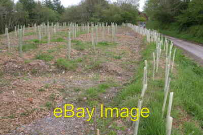 Bäumchen Hansford neu gepflanzte Bäume und Hecke neben dem c2006