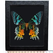 Urania ripheus BLACK BACKGROUND verso REAL FRAMED MOTH MADAGASCAR SUNSET MOTH
