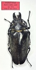 Insect paratypes for entomologists