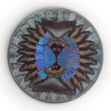 ASSIETTE CADRE MURAL AILES PAPILLON BLEU MORPHO TAXIDERMIE CABINET DE CURIOSITÉS