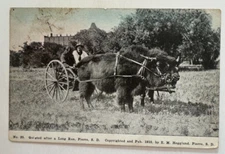 1910 SD Postcard Pierre South Dakota Quieted After Long Run Buffalo Bison wagon