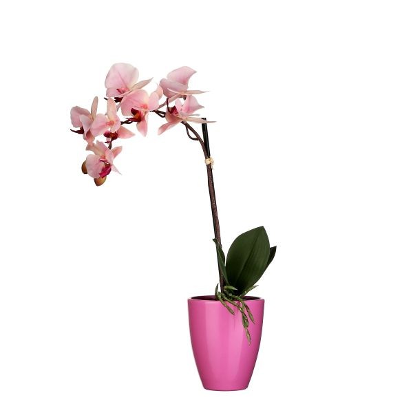 Mica Kunstpflanze Phalaenopsis Im Topf Rosa, 42 X 20 Cm Kunstpflanzen-image