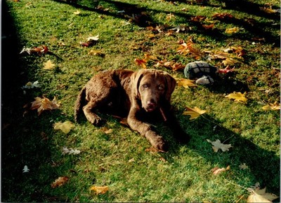 Hunting dog Duke sitting on grass chewing toy Found Photo V3701