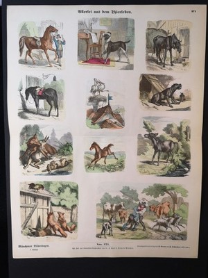Münchener Bilderbogen Nro. 271. Allerlei aus dem Thierleben. Um 1880: