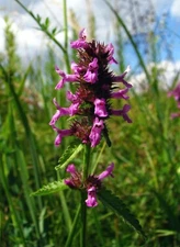 Betony Seeds - Stachys officinalis Seeds - Multiple Quantities