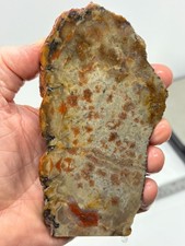 Coprolite Petrified Dino DoDo Slab Cabbing Lapidary Utah Combo Ship Avail