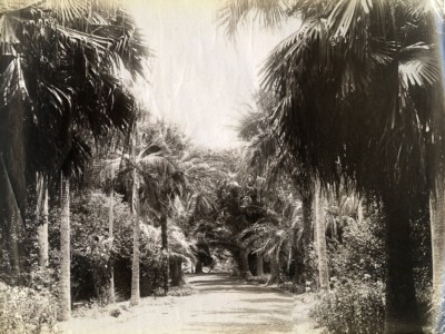 Portugal Azoren Sao Miguel Ponta Delgada Graf Borges Garten Foto Raposo 1890