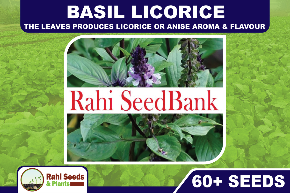 lavender english seeds 5-Pack English Lavender Seeds 12.50G