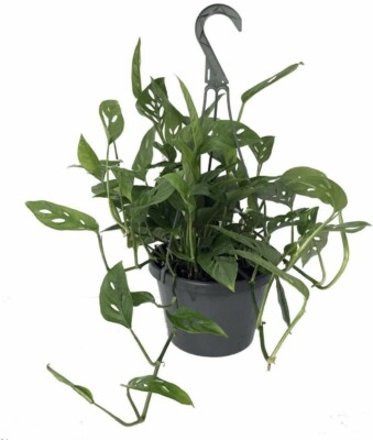 Monstera Adansoni laniata Swiss Cheese Plant Friedrichsthalii Philodendron  4"Pot | eBay