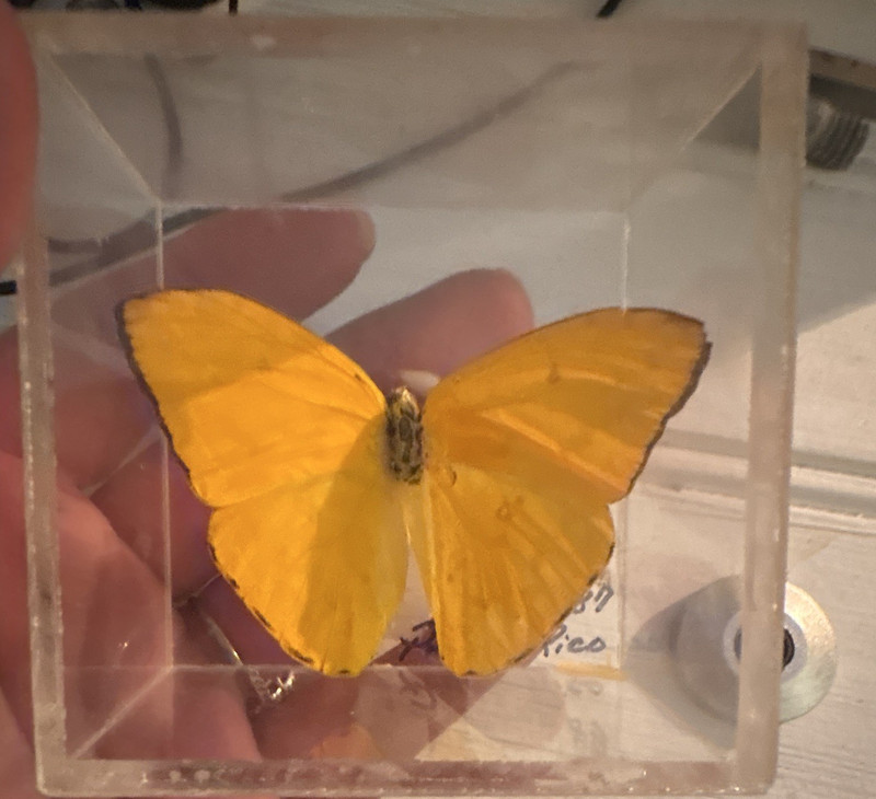 Yellow Butterfly/Moth Specimen in Clear Resin Display Case Block