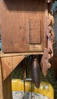 Vintage Rare Large Hunter’s Trophy Musical  Cuckoo  Clock      Germany — photo 8