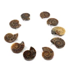 0089 10pcs Side drilled Ammonite fossil loose gemstone beads strand 25mm to 35mm