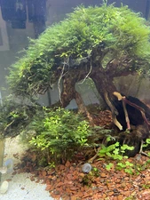 Fissidens Fontanus 3*3 Loose patch aquarium live plant Phoenix moss