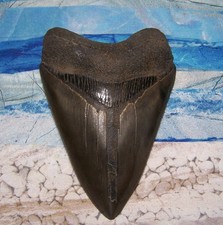 MEGALODON Shark Tooth 4 5/8