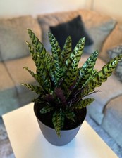 indoor plants