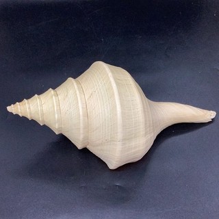Large Natural Conch Sea Shell Approx 38cm Spiral Collectible Beach Decor CP#8693