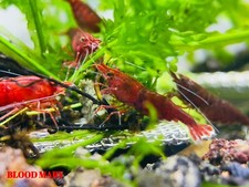 10 1 Bloody Mary - Freshwater Neocaridina Aquarium Shrimp. Live Guarantee