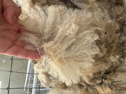 Raw Wool Fleece CVM Breed 7 lbs 10 oz Light Brown Great Crimp! 2025 Kostos - Picture 5 of 8