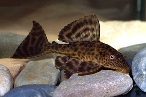 Resultat d'imatges de plecostomus