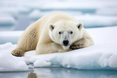 Wandbild: Schneebedeckter Eisbär auf einer arktischen Eisscholle, erstellt [...]